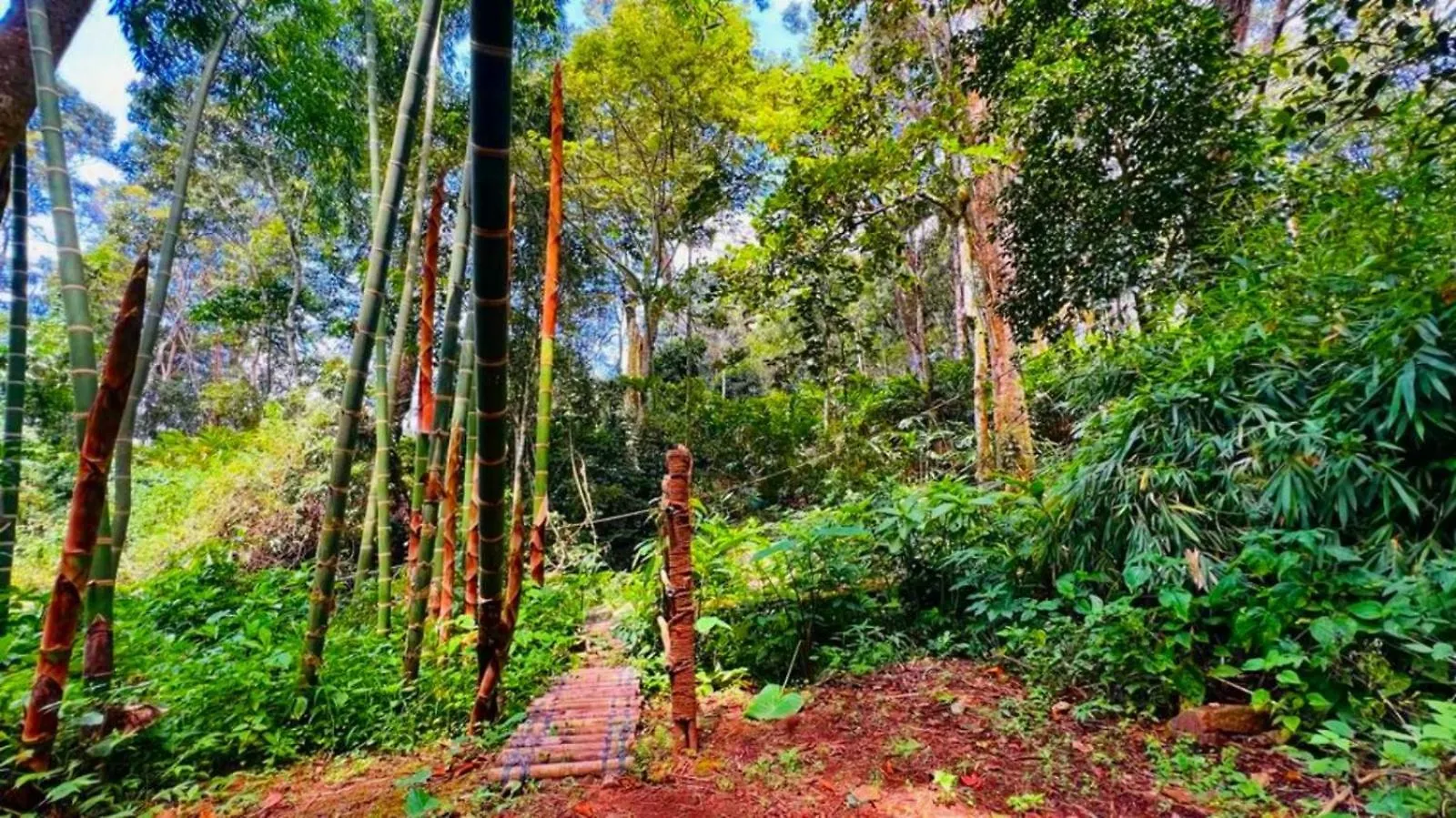 Bamboo Dale Resort, Munnar