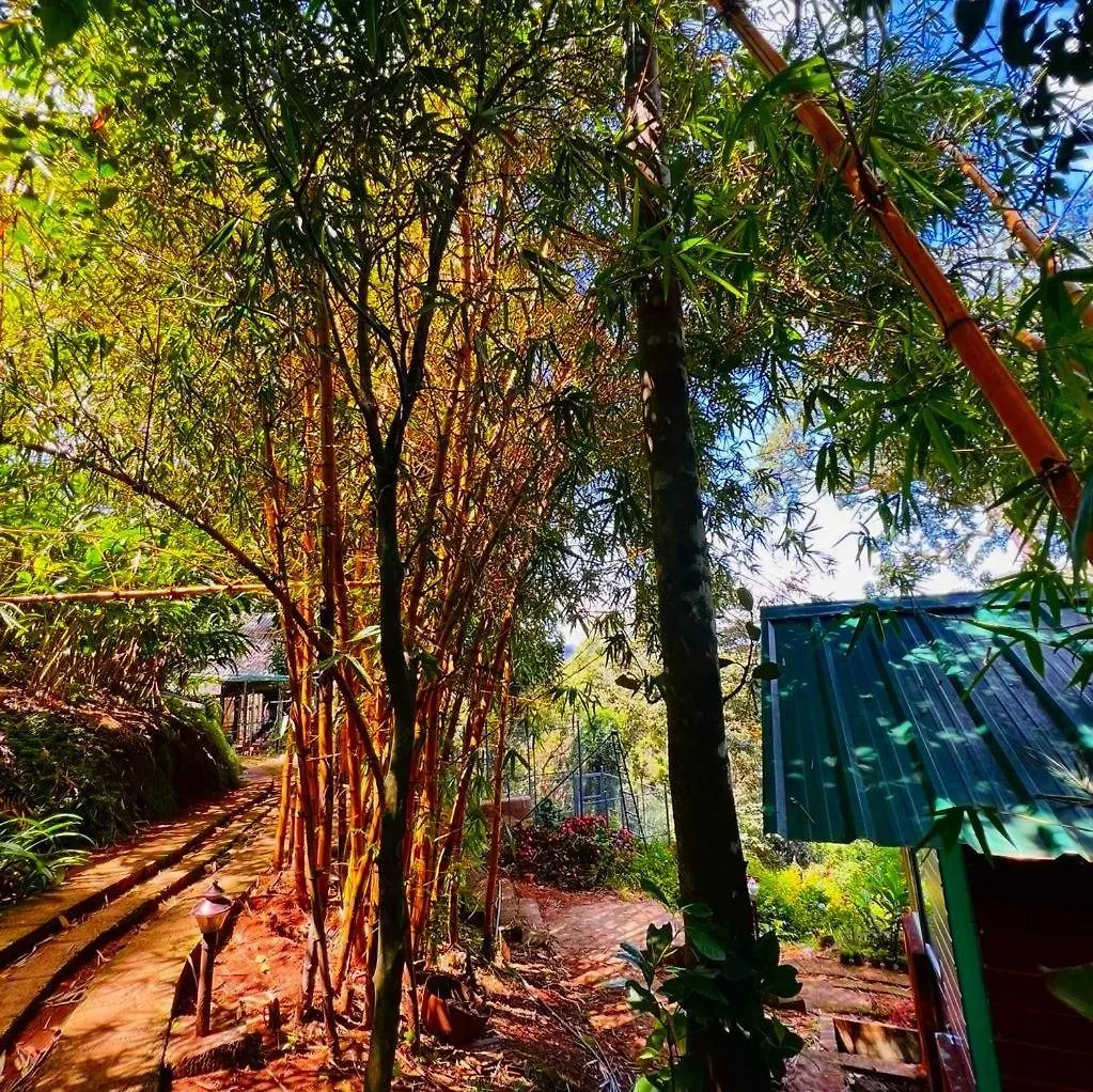Resort Bamboo Dale Resort, Munnar