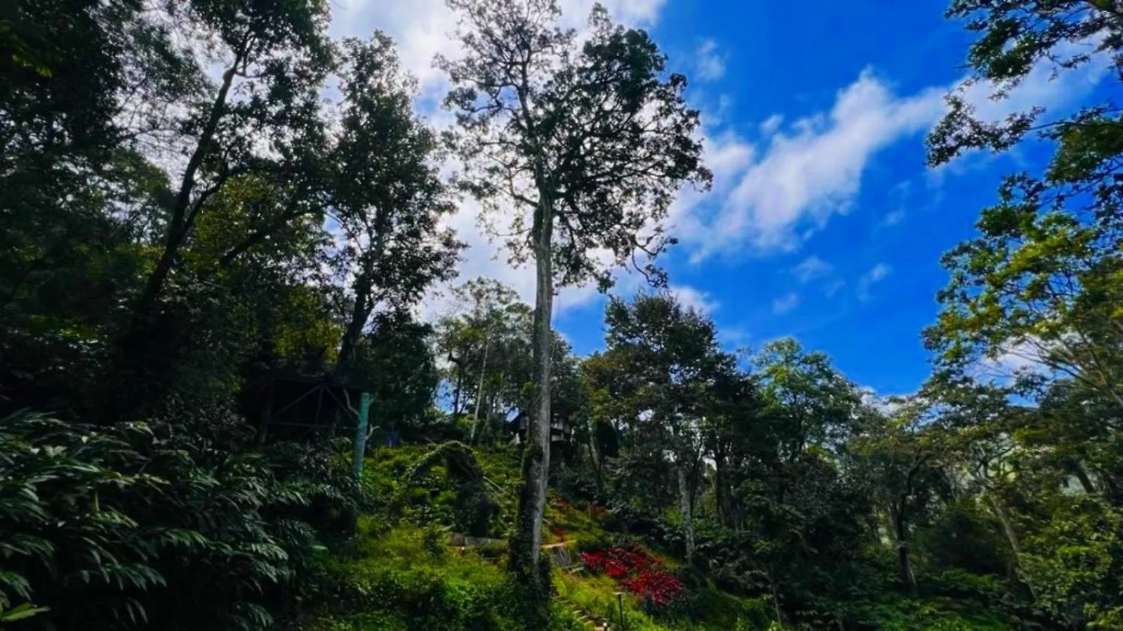 Bamboo Dale Resort, Munnar Resort